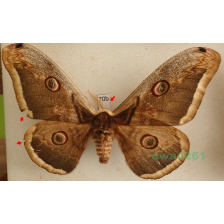 Saturnia pyri (Denis & Schiffermüller, 1775) male Pawica gruszówka Czech 108mm70b